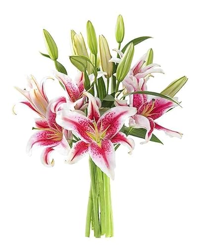 KaBloom PRIME NEXT DAY DELIVERY - Hollywood Collection - Barbie Pink Lily: 5 Fresh Pink Stargazer Lily Bouquet for Various Occasions