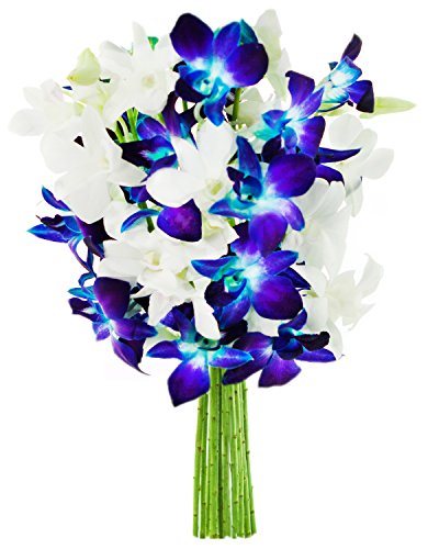 KaBloom PRIME NEXT DAY DELIVERY: Blue and White Orchid Bouquet - Perfect Gift for Birthdays, Sympathy, Anniversaries, and More!