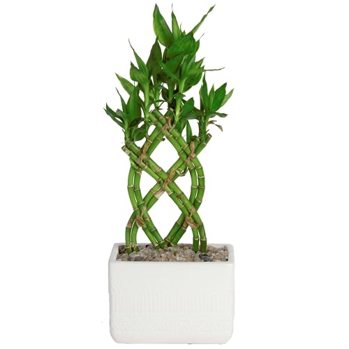 Top Tips for Growing Costa Farms Lucky Bamboo Plant in Ceramic Planter: Perfect Zen Room Decor!